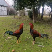 دو جفت خروس لاری