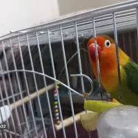 کوتوله ماده|پرنده|اصفهان, وحید|دیوار