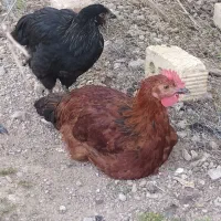 جوجه خروس و مرغ