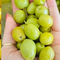 کارخانه زیتون و سیر محصولات رودبار و طارم