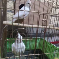 عروس|پرنده|قم, چهل درخت‎|دیوار