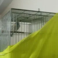 سره گل بسر جفتی قناری هر رنگ و هر سایز تو دست بخون|پرنده|تهران, مجیدآباد|دیوار