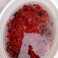 ماهی قرمز و تنگ بصورت عمده و خرده