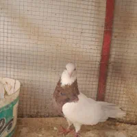 کبوترطوقی|پرنده|برخوار, |دیوار