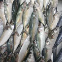 ماهی دریایی بدون تیغ ریز ۱۳۰ تومان