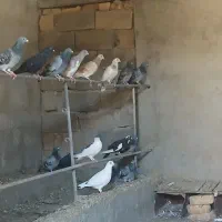 کبوتر هوایی