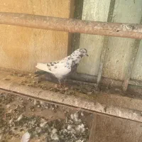 ۳ عدد کبوتر غریبگیری عالی|پرنده|شهریار, شهریار|دیوار