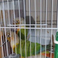 گرینچیگ همراه جوجه