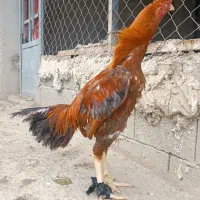 خروس