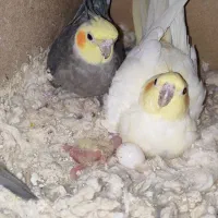 فروش ۵ جفت عروس با یک قفس ۸خان