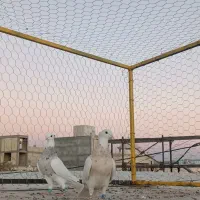 طوقی ماده کرم کبوتر|پرنده|همدان, |دیوار