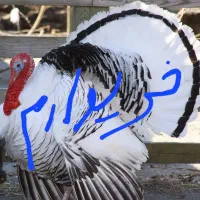 بوقلمون نر 2سال محلی