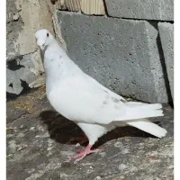 دسته کفتر پلاکی و  جفت شوریستر