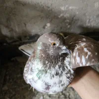 کفتر