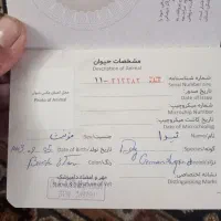 سگ ژرمن|سگ|تاکستان, |دیوار