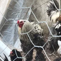 مرغ خروس برهما اصیل