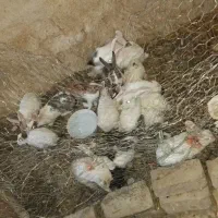 خرگوش‌‌بزرگ‌دونه‌ای۳۰۰‌کوچیک‌جفتی‌۵۰۰