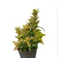 گل گیاه شمشاد