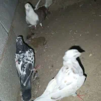 کبوتر دورگ|پرنده|کلاله, |دیوار