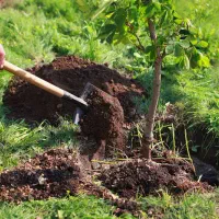 خاک باغچه مخلوط با کود حیوانی|خدمات باغبانی و درختکاری|فومن, |دیوار