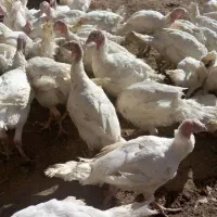 بوقلمون|حیوانات مزرعه|دهگلان, |دیوار