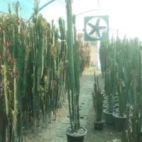 افوربیا کاکتوس قرمز|گل و گیاه طبیعی|تهران, بوستان سرخه حصار|دیوار