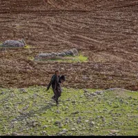 اجازه دو هکتار زمین دیم