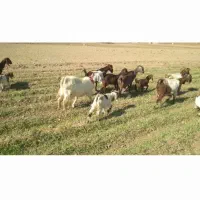 بز  شیری|حیوانات مزرعه|داران, |دیوار