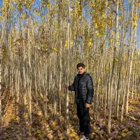 فروش نهال صنوبر|گل و گیاه طبیعی|گلپایگان, |دیوار