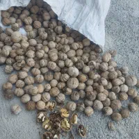 عسل چهل گیاه ،گردوی کاغذی|خوردنی و آشامیدنی|تهران, قصر فیروزه ۲|دیوار