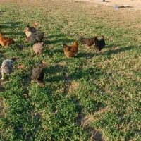 فروش فوری مرغ و خروس|حیوانات مزرعه|معصومیه, |دیوار