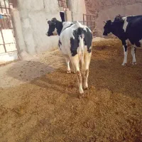 حیوانات مزرعه