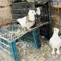 کبوتر طوقی|پرنده|جیرفت, |دیوار