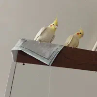 عروس هلندی لوتینو