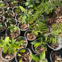 انواع نهال بومی|گل و گیاه طبیعی|بندرعباس, |دیوار