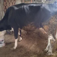 گاو و گوساله|حیوانات مزرعه|نظر کهریزی, |دیوار