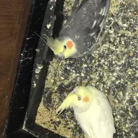 طوطی نرو ماده با قفس|پرنده|قائمشهر, |دیوار