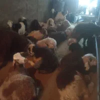 بره