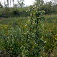 زمین باغچه ای در طالقان معاوضه با خودرو هم دارم|فروش زمین و ملک کلنگی|طالقان, |دیوار