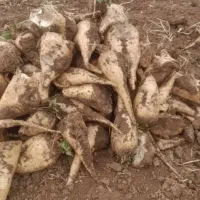 چنر|لوازم جانبی حیوانات|خرم‌آباد, |دیوار