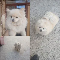 سگ پامر نر اصل رنگ سفید