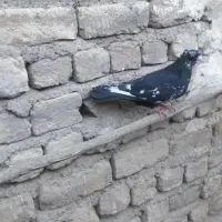 کبوترحسابی خال قدیم|پرنده|قم, یزدان‌شهر|دیوار