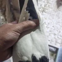 دم سفید و سینه سیاه|پرنده|کرمان, |دیوار