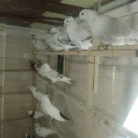 کبوتر|پرنده|دورود, |دیوار