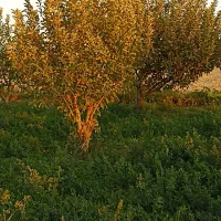 زمین سر درختی|فروش زمین و ملک کلنگی|بناب, |دیوار