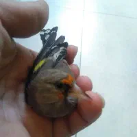 سهره کرمانی نر خوش قواره|پرنده|گنبد کاووس, |دیوار