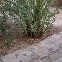 کاشت گل و گیاه
