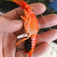 لابستر آب شیرین مولد|ماهی|چادگان, |دیوار