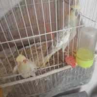جفت عروس هلندی