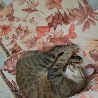 واگذاری گربه|گربه|خوی, |دیوار